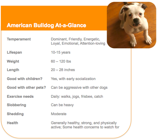 American bulldog 2024 and children