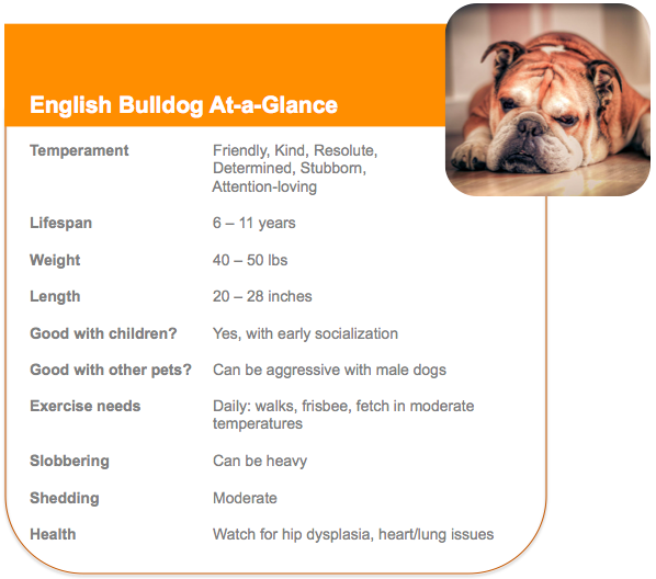 Information about hot sale english bulldogs